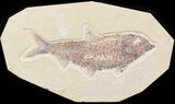 Large, Knightia Fossil Fish - Wyoming #42473-1